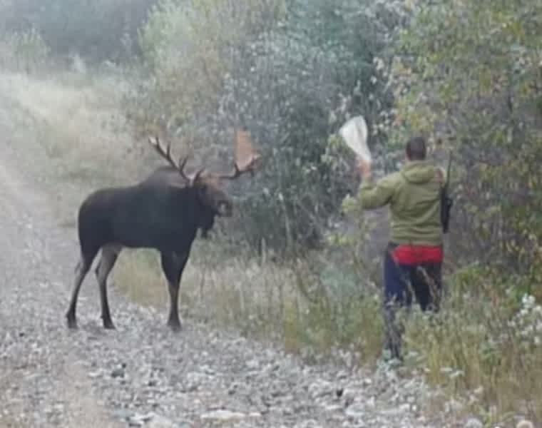 Video: Why You Never Mock a Moose Within Charging Distance