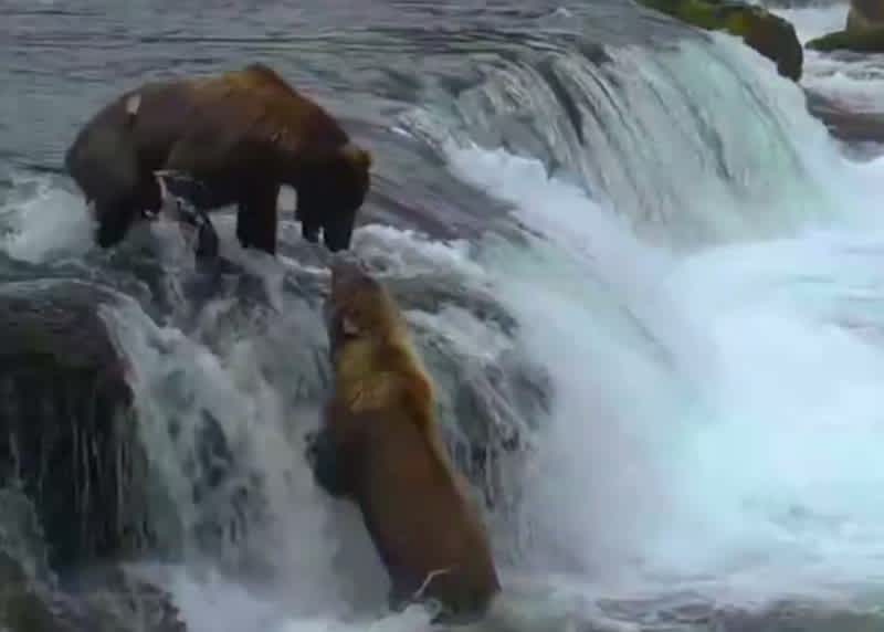 Video: Peaceful Fishing Outing Turns into Violent Brawl for Two Bears