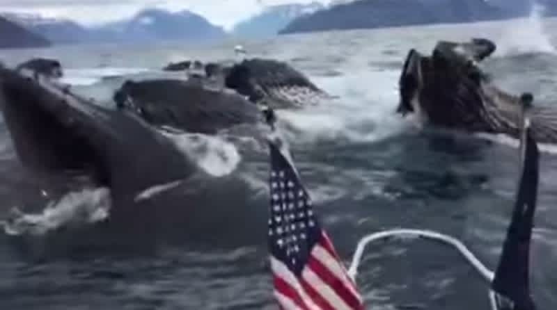 Video: Pod of Surfacing Humpback Whales Shocks Fishermen