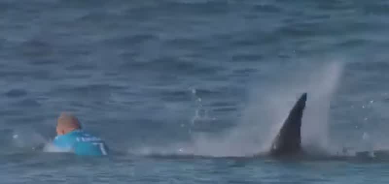 Video: Pro Surfer Attacked by Great White Shark on Live TV