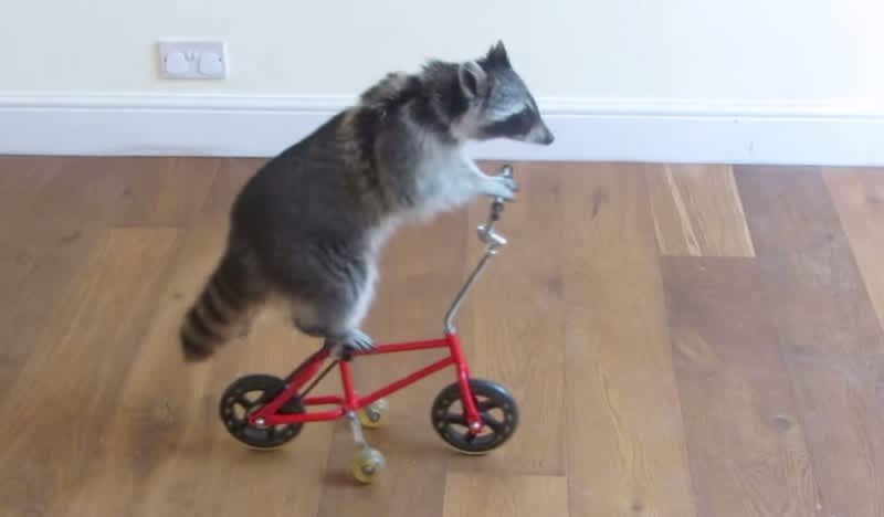 Video: Raccoon Learns to Ride a Tiny Bike