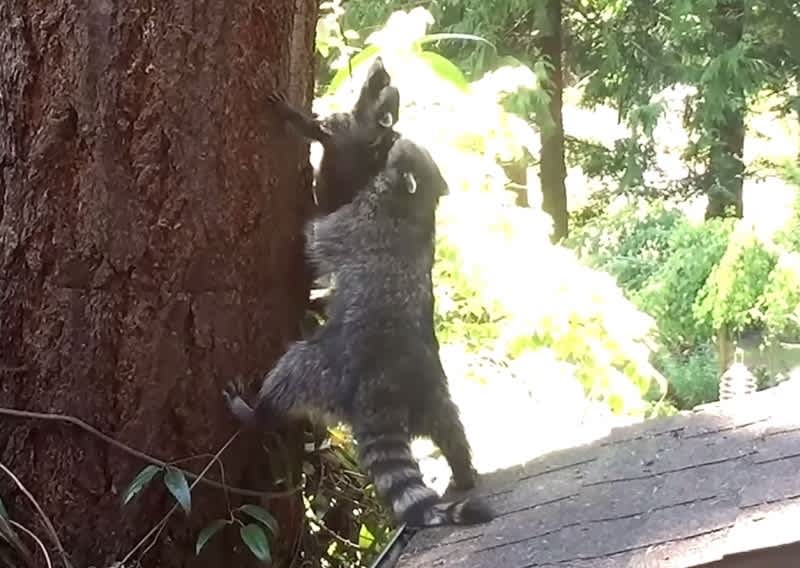 Video: Raccoon Mom Teaches Kit How to Climb