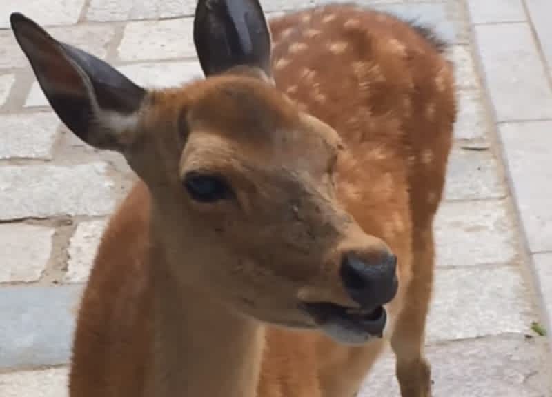 Video: Sacred Japanese Deer Screams Bloody Murder