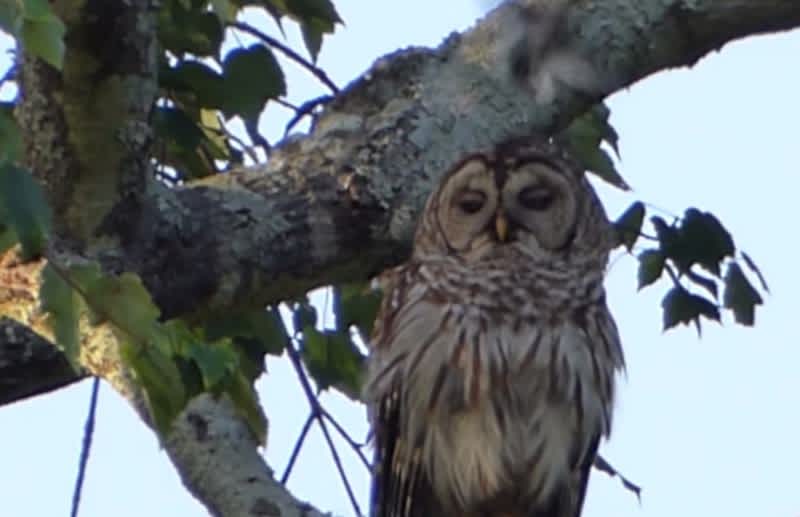 Video: Sad Owl Doesn’t Care It’s Being Attacked by Smaller Birds