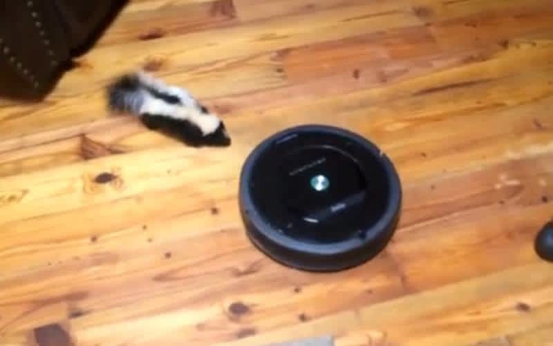 Video: Baby Skunk Plays with a Roomba in Someone’s Living Room