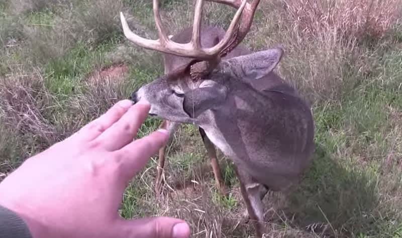 Video: Stalking Hunter Gets Close Enough to Touch Buck