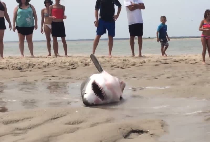 Video: Stranded Great White Shark Saved by Beachgoers