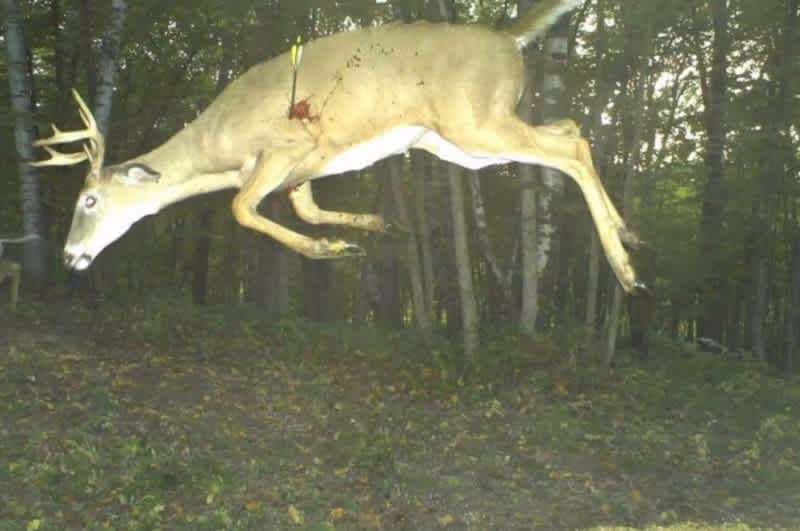 Video: The Craziest Trailcam Pictures Ever Captured