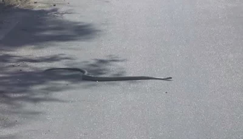Video: The World’s Deadliest Snake Forgets How to Snake