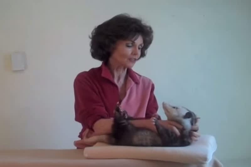 Video: This Opossum Massage Tutorial is the Weirdest Thing You’ll See Today