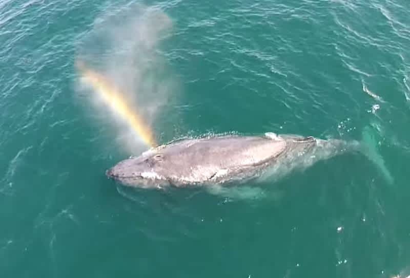 Video: Whale Shoots Rainbow Out of Its Blowhole