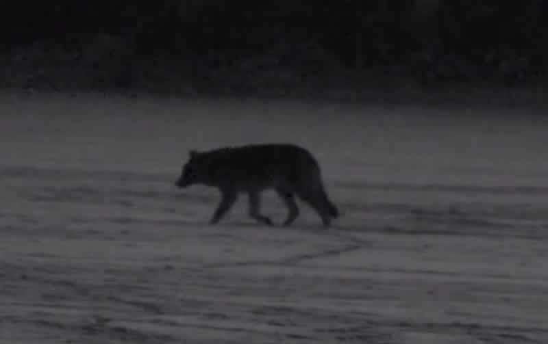 Video: Wolf Taken Down by 90-yard “Arrow Bomb”