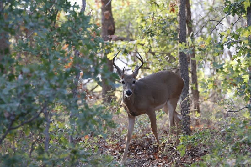 Virginia Bans Deer Urine Attractants Due to CWD Fears