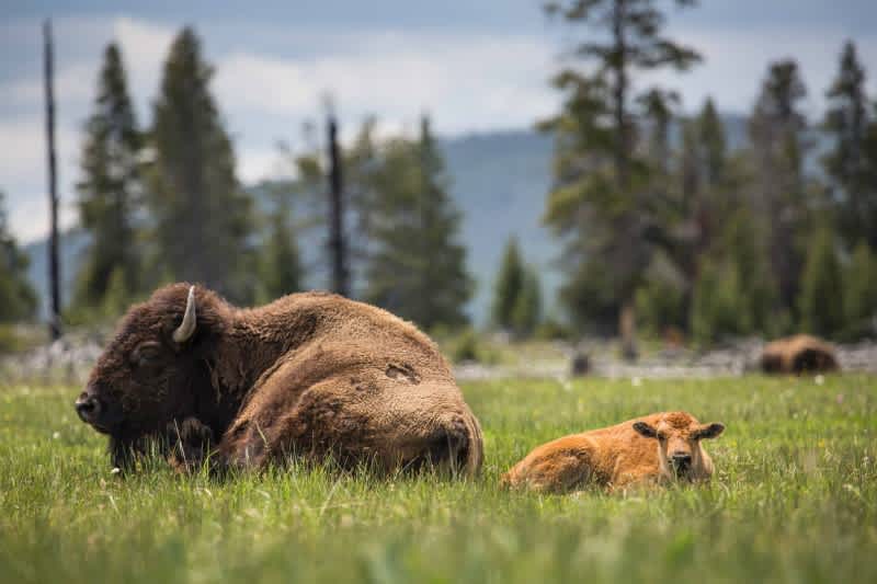 Selfie-taking Yellowstone Visitor Flung into Air by Bison