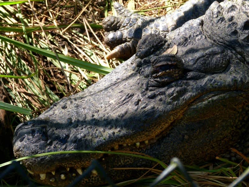 Alligator That Bit Off Florida Woman’s Arm Captured, Euthanized