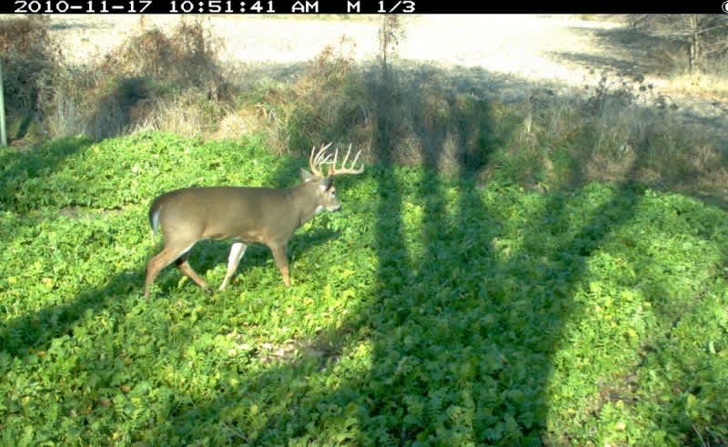 A Recipe for the Perfect Fall Food Plot