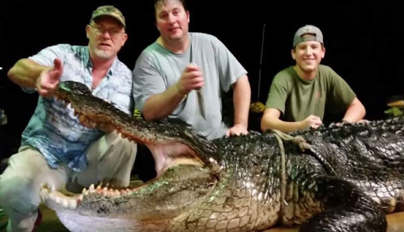 Alabama Hunters Harvest Monstrous 900-pound Gator on Opening Day