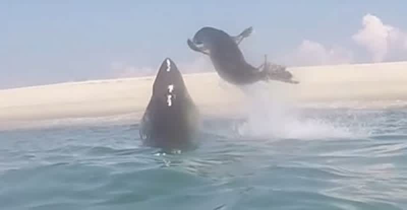 Video: Seal Narrowly Escapes Great White Shark’s Aerial Attack
