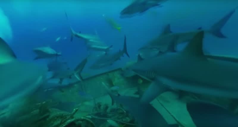 Video: MythBusters Release 360-degree Shark Virtual Reality Experience