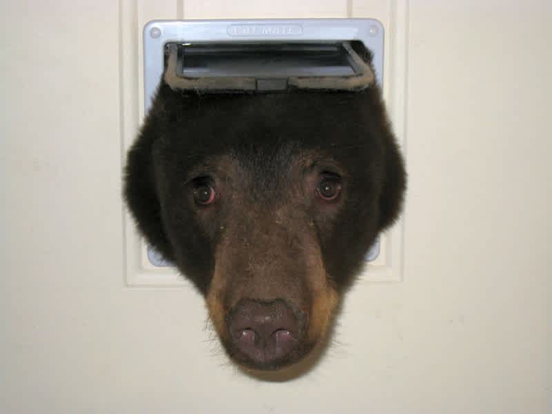 Bear Attempts, Fails to Break into Home Through Cat Door