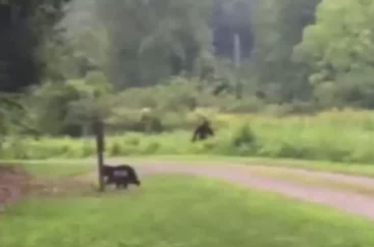 “Bigfoot” Sighting Recorded in North Carolina Mountains