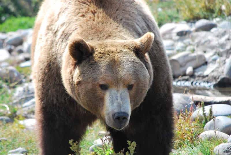 British Columbia Man Shoots, Kills Aggressive Grizzly in Home’s Kitchen