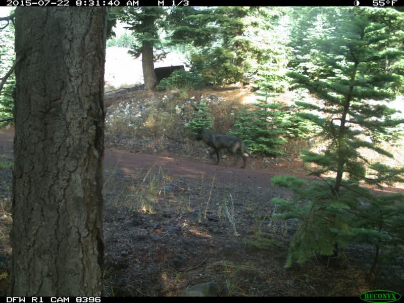 California Officials Report Second Wolf Sighting in 90 Years