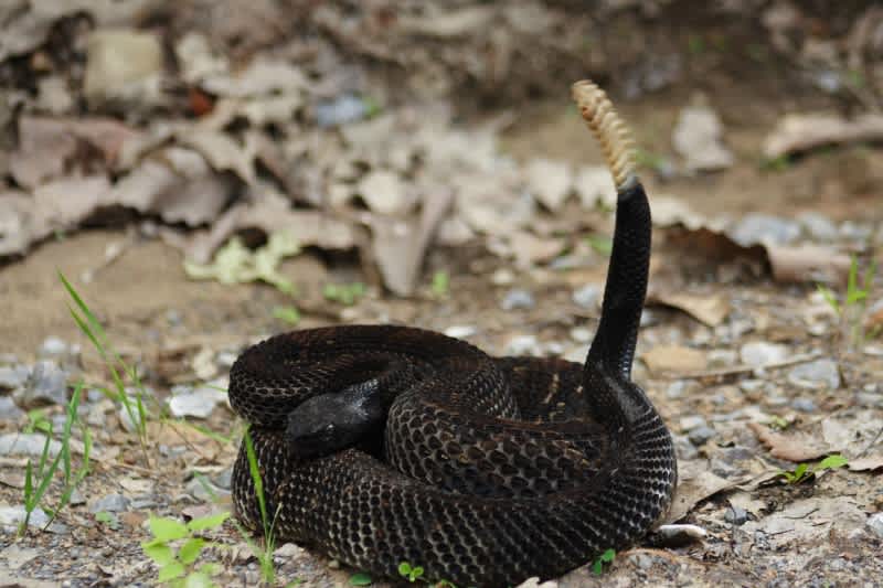 Campers in Hot Water for Killing, Grilling Endangered Rattlesnake