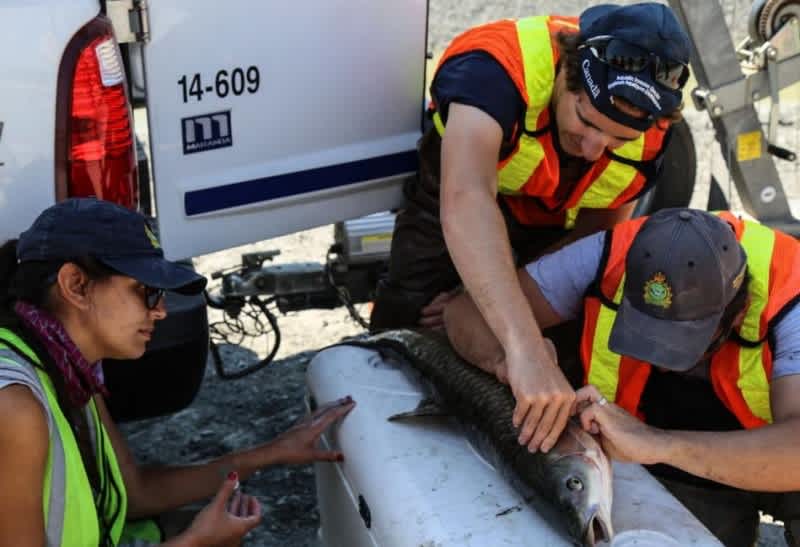 Canadian Officials Mobilize to Fight Asian Carp after Toronto Discovery