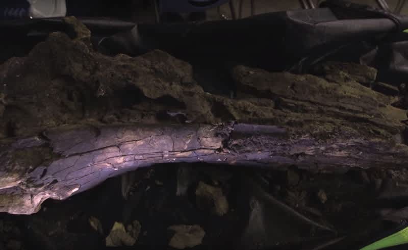 Diver Discovers Whale Skull in Virginia Swamp