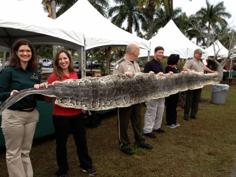 Florida Announces Expanded Python Hunt for 2016