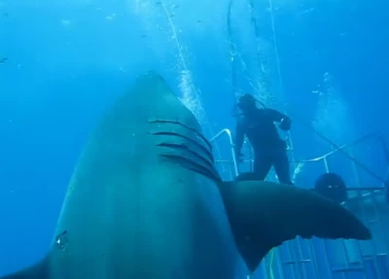 “Largest Great White Ever Recorded” Circles Divers in New Footage