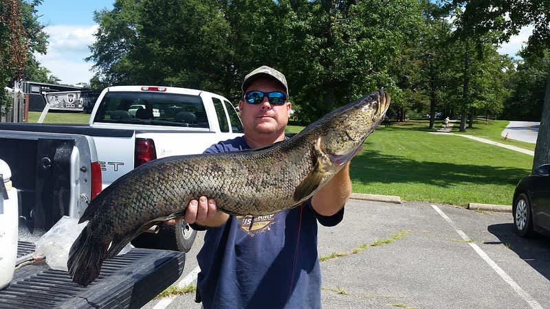 Maryland Bowfisherman Catches State Record Snakehead