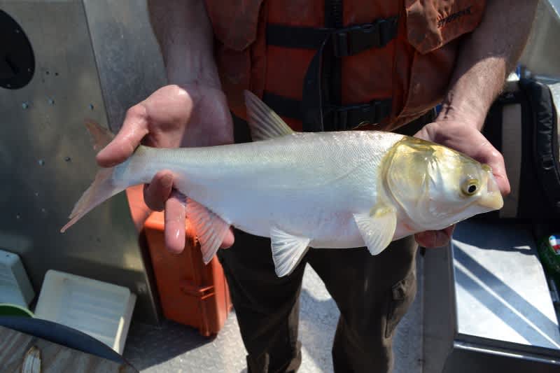 Montana Asian Carp Scare Determined to Be a Hoax