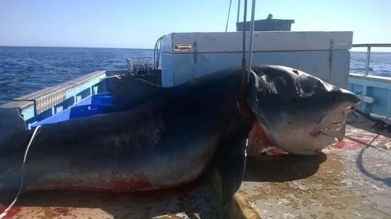 Mysterious “Car-sized” Tiger Shark Reportedly Caught in Australia