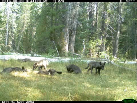 Officials: Gray Wolves Have Returned to California