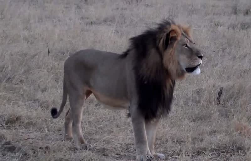 PETA Calls for Hanging of Dentist Who Shot Cecil the Lion