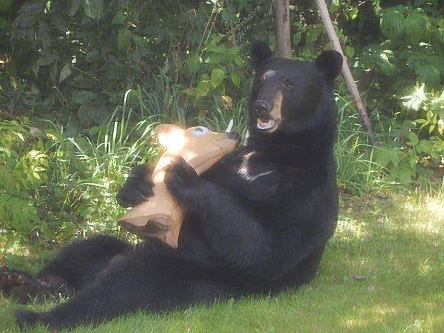 Photos: Black Bear Mistakes Fake Deer for the Real Deal