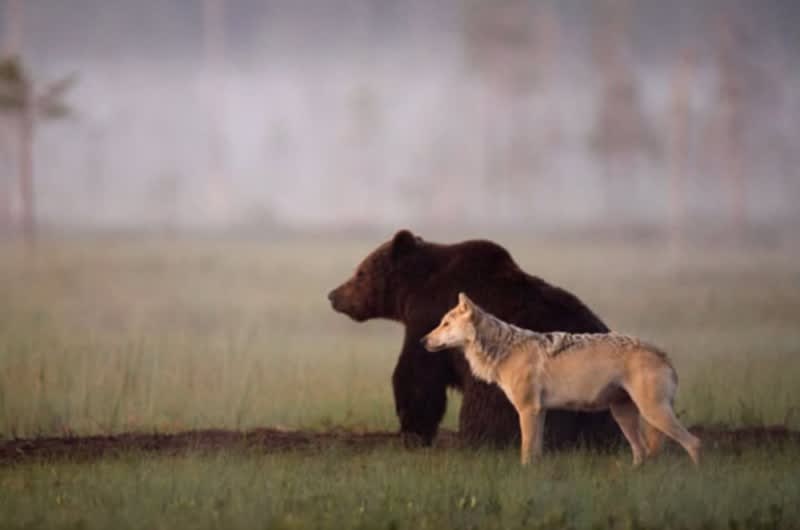 Photos: Brown Bear and Wolf Hunt Together, Share Food