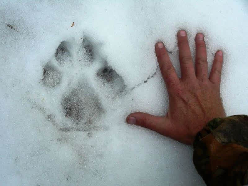 Quiz: Can You Correctly Identify These 15 Animal Tracks?