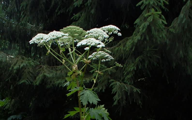 Invasive Plant That Causes Permanent Blindness Discovered in Michigan