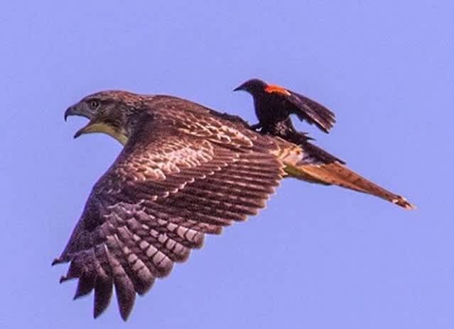 Red-winged Blackbird Catches Ride on the Back of a Hawk