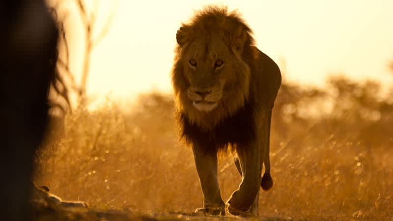 Safari Guide Mauled in Lion Attack Sacrificed Himself to Save Others