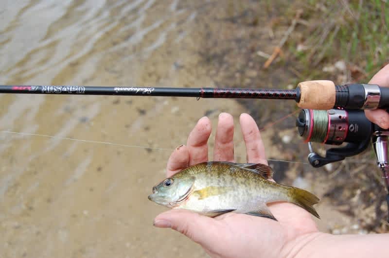 The Beauty of the Ugly Stik Elite Spinning Combo