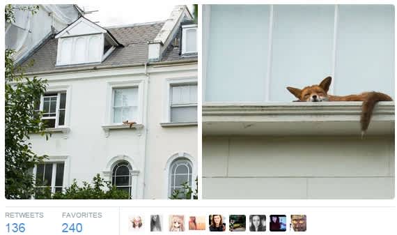This Fox Relaxing on a Window Ledge is Taking Social Media by Storm