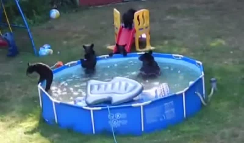 Video: Family of Bears Takes Over New Jersey Backyard Pool