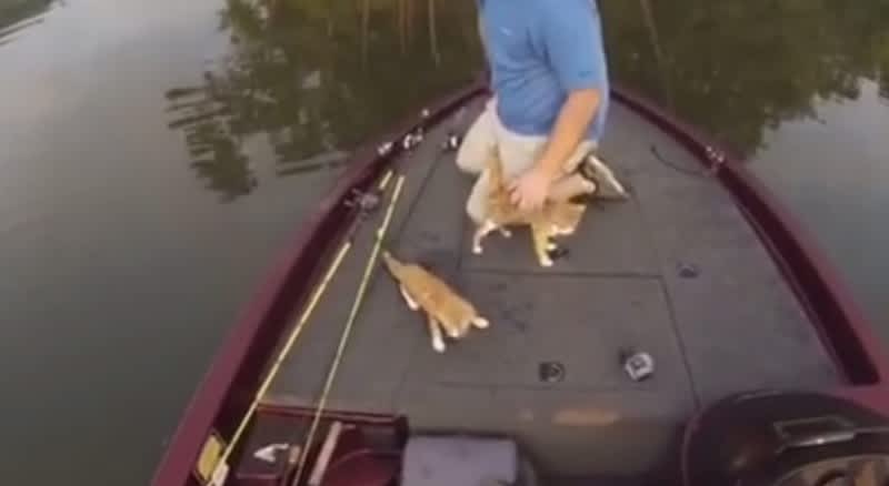 Video: Alabama Anglers Rescue Two Swimming Kittens