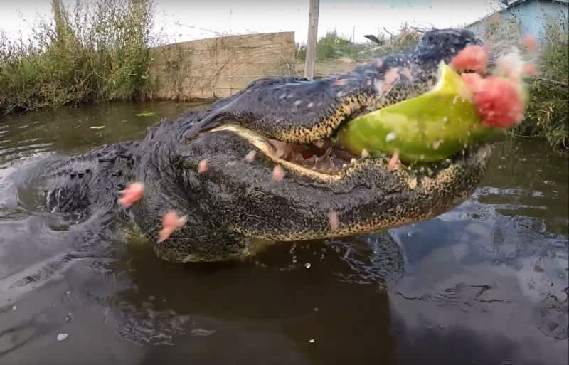 Video: Huge Alligator Demonstrates Powerful Bite on Watermelon