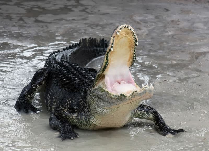Video: Alligator Steals Florida Angler’s Fish
