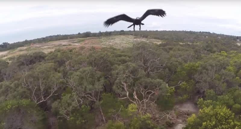 Video: Australian Eagle Knocks Drone Out of the Sky